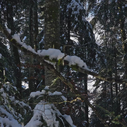 YEMA WRISTMASTER SLIM CMM.20 76.24.05.SN.M